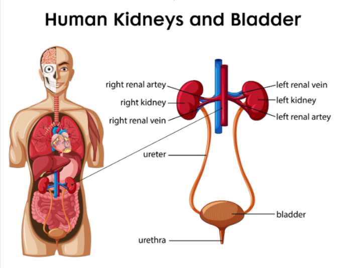 Human Kidneys